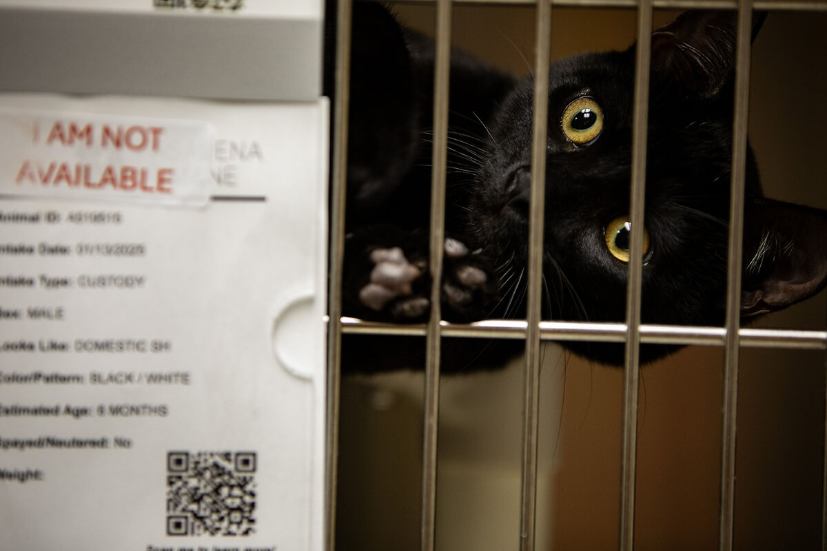 A sign on the cage of a young black cat boarded at the Pasadena Humane Society Feb. 12, 2025, reads "I am not available," indicating it belongs to someone who lost their home in the Eaton fire. The humane society took in about 500 pets right after the fires. They are still boarding, free of charge, about 170. 